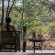 Mashatu Tent Camp - Mashatu Game Reserve - 233800