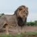 Mashatu Tent Camp - Mashatu Game Reserve - 233802