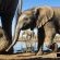 Mashatu Tent Camp - Mashatu Game Reserve - 233803