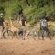 Mashatu Tent Camp - Mashatu Game Reserve - 233805