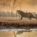Mashatu Tent Camp - Mashatu Game Reserve - 233806
