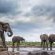 Mashatu Tent Camp - Mashatu Game Reserve - 233807