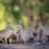 Mashatu Tent Camp - Mashatu Game Reserve - 233808