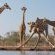 Mashatu Tent Camp - Mashatu Game Reserve - 233814