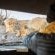 Mashatu Tent Camp - Mashatu Game Reserve - 233815