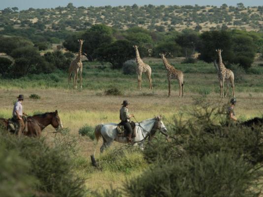 Kolokolo Safari Home - Mashatu Game Reserve - 233828