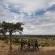 Kolokolo Safari Home - Mashatu Game Reserve - 233829