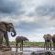 Kolokolo Safari Home - Mashatu Game Reserve - 233831