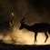 Kolokolo Safari Home - Mashatu Game Reserve - 233832