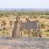 Shalimpo Exclusive Safari Home - 233854