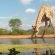 Limpokwena Nature Reserve - 234687