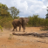 Limpokwena Nature Reserve - 234688