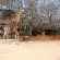 Thornhill Safari Lodge - 234728