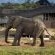 Mhondoro Safari Lodge & Villa - 235067