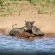 Mhondoro Safari Lodge & Villa - 235090