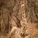 Moditlo River Lodge - 235851