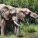 Barefoot Addo Elephant Lodge - 237342