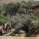 Barefoot Addo Elephant Lodge - 237343