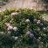 Wyndford Holiday Farm - 237847