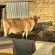 Rolling Hills Farmstead - 238542