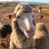 Rolling Hills Farmstead - 238546