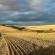Rolling Hills Farmstead - 238547