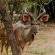 Afri Villa Stays - 240423