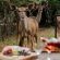 Afri Villa Stays - 240429