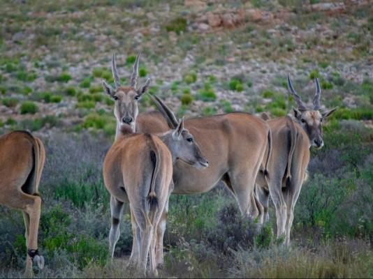 Desert Wind Private Guest and Game Farm - 240699