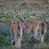 Desert Wind Private Guest and Game Farm - 240699
