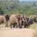 Elephant Memories - 241109