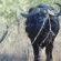Elephant Memories - 241115