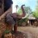 Elephant Memories - 241122