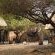 Elephant Memories - 241124
