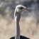 LOWES_Ostrich