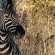 LOWES_Zebra