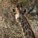 LOWES_Giraffe