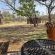 LoWes Africa - 241507