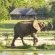 Inyati Game Lodge
