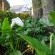 Mount Currie Inn - 242092