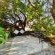 Oystercatcher House - 242332