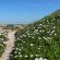 Oystercatcher House - 242334