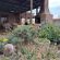 Cedarwood Guesthouse - 243046