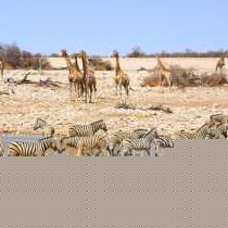 Otavi Vineyards Self-catering & Camping - 243149