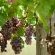 Otavi Vineyards Self-catering & Camping - 243152