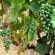 Otavi Vineyards Self-catering & Camping - 243163
