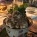 Plumbago Guest House - 243603