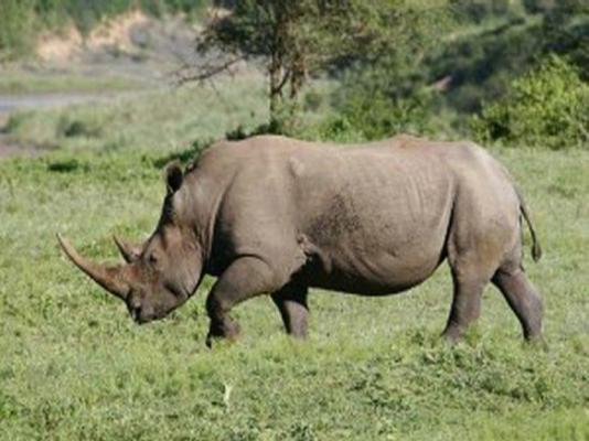 Amazulu Lodge - 243633