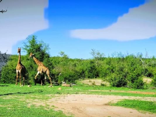 Tau Game Lodge - 243681