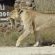 Tau Game Lodge - 243689
